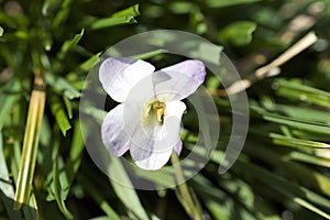 Clorful small spring flowers in the sunshine