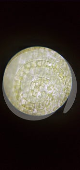 clorophyll moleculas in the lens of a light microscope photo