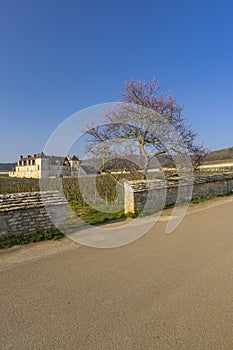 Clos de Vougeot castle, Cote de Nuits, Burgundy, France