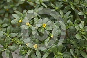 Clos up flowers and leaves of Portulaca oleracea p