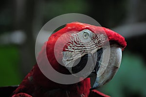 Clos up the red cockatoo