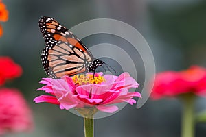 Clos up view of beautiful Monarch butterfly on a Zinnia flower