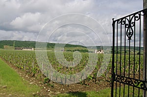 The Clos Vougeot