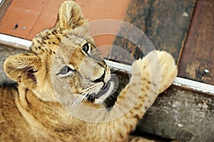 Close up the tiger baby playing