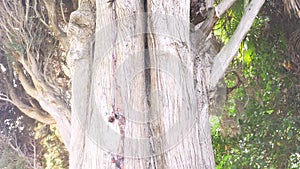 Close, 4k, slow-motion. trunk and branches of giant evergreen cypress