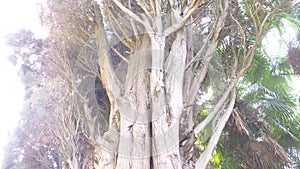 Close, 4k, slow-motion. trunk and branches of giant evergreen cypress