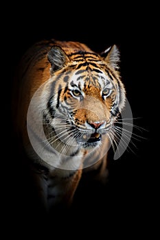 Close adult tiger portrait. Animal on dark background