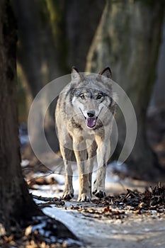 Close Alone Timber wolf standing in the winter