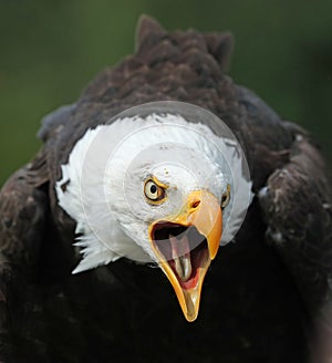 Close of an angry looking Bald Eagle calling