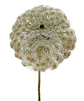 flowers of umbellifer