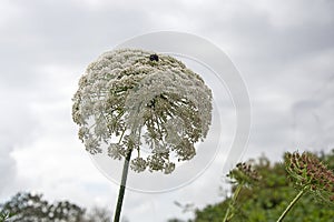 Flowers of umbellifer photo