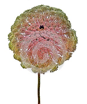 Flowers of umbellifer