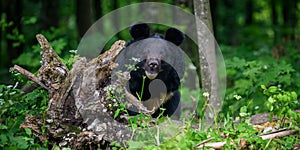 Close Asiatic black bear in summer forest. Wildlife scene from nature