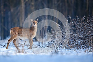 Close baby majestic red deer in winter forest. Cute wild mammal in natural environment