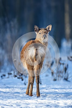 Close baby majestic red deer in winter forest. Cute wild mammal in natural environment
