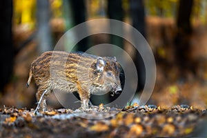 Close baby wild boar in autumn forest