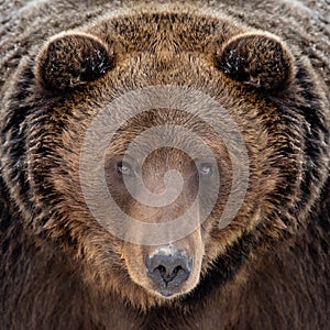 Close bear portrait