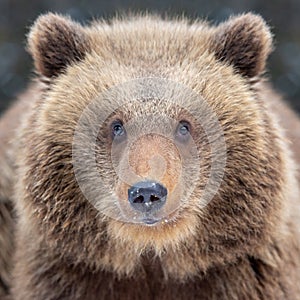 Close bear portrait