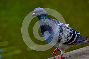 A close of a beautiful pigeon