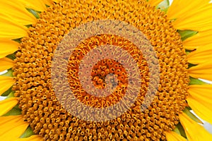 Close beautiful sunflower with a bright yellow
