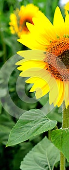 Close beautiful sunflower with a bright yellow