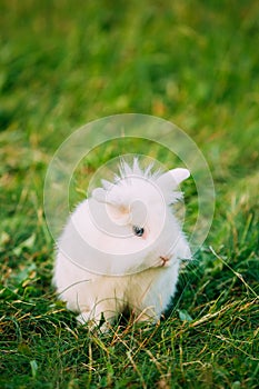 Close Blue Eyes Lop-Eared Dwarf Snow-White Mixed Breed Rabbit Bu