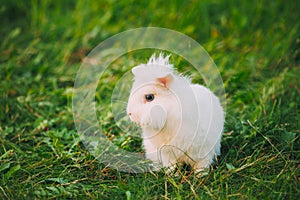 Close Blue Eyes Lop-Eared Dwarf Snow-White Mixed Breed Rabbit Bunny Sitting In Profile Green Grass