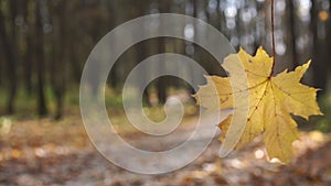 Close bright yellow leaf sways against blurred trees in park