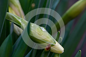Close bud of narcissus flower on green background in springtime macro photography.