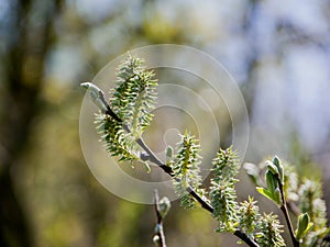 Close buds of trees on a blurred background.