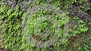 Close capture of  green mosses grown on a wet surface of stone