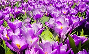 Flowered background of purple tulips photo