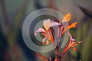 Strelitzia reginae flower closeup photo