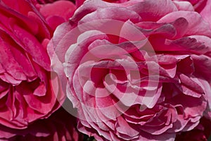 Close Close up of Pink Flowers