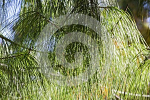 Close on a cluster of cones, part of the Longleaf Pine tree known for its endurance and long life.