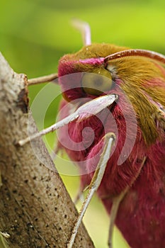 Close of the colorful pink or large elephant hawk moth , Deilephila elpenor