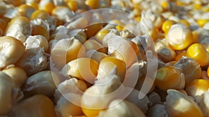 Close Corn kernels background full frame