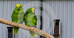Close couple of two amazon parrots together on a branch, one yellow crowned and one blue fronted amazon, tropical birds from the