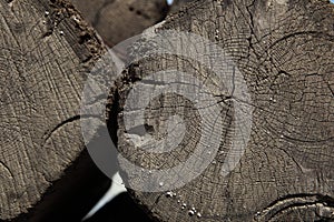 Close cracked grain stump texture wood