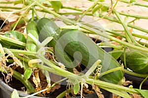 Close the cucumber on the trees growing in the greenhouses in the kibbutz in Israel