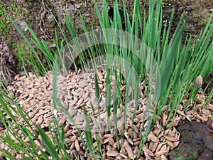 close cup view of germinated rice seeidings