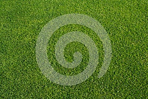 Close Cut Green Grass Background