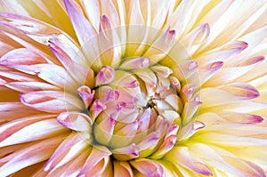 Close dahlia