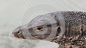 Close detail head asian water monitor lizard Varanus salvator