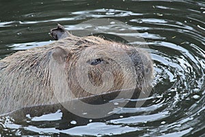 Close detail photo of capybaras swimming photo
