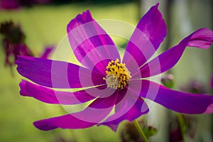 Close detail of a purple flower