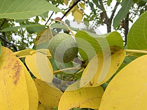 Detail of a wallnut on a tree