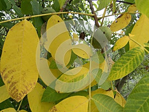 Detail of a wallnut on a tree