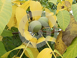 Detail of a wallnut on a tree