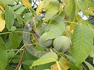 Detail of a wallnut on a tree